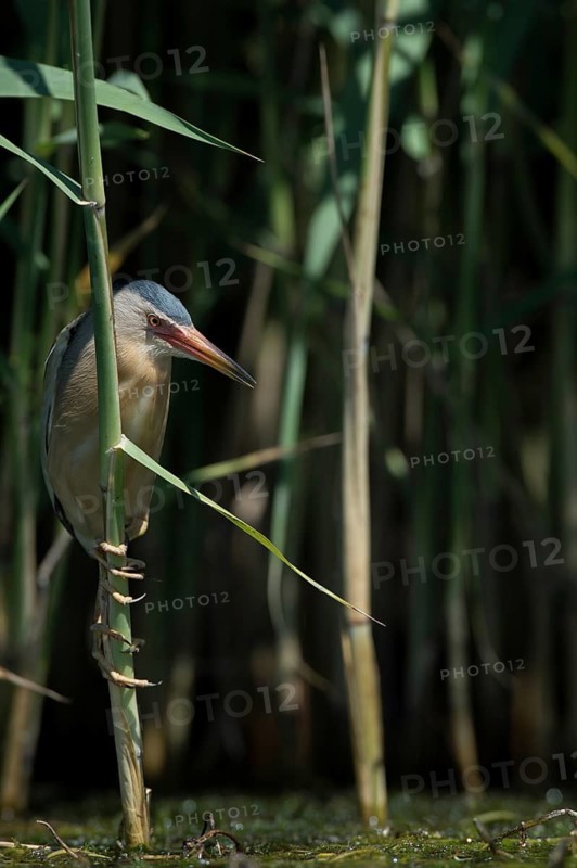 Little Bittern (Ixobrychus minutus) foraging, Bulgaria