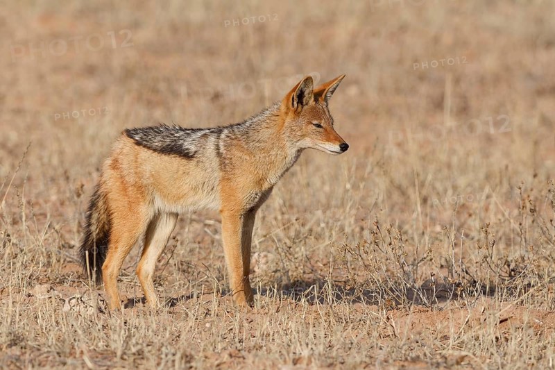 Black-backed jackal (Lupulella mesomelas), standing in the dry grass, alert, Kalahari desert, Kgalagadi Transfrontier Park, Northern Cape, South Africa