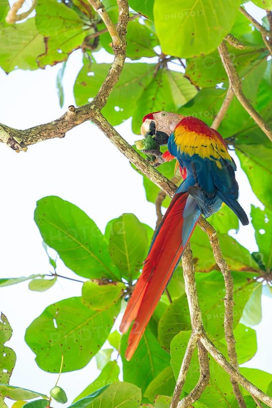 A vibrant Scarlet Macaw perched on a branch in a lush wild almond tree, peeling and eating a fruit. This is on the Osa Peninsula, Costa Rica