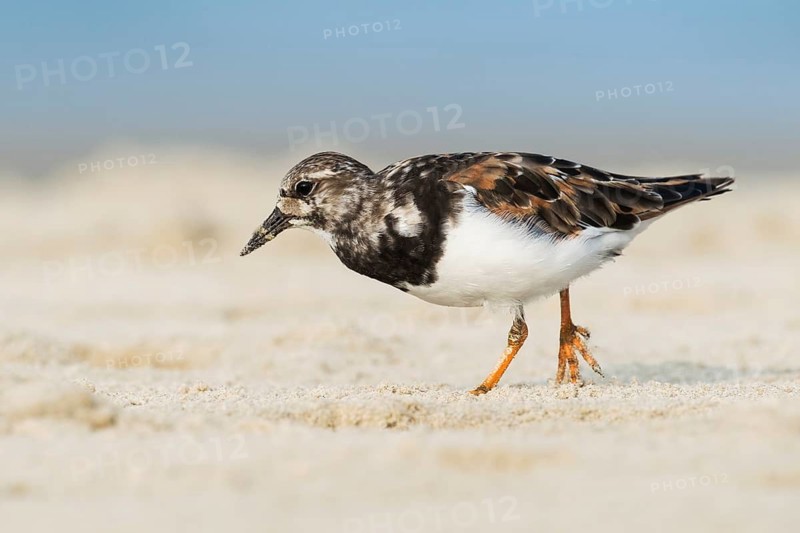 Ruddy Turnstone (Arenaria interpres), Ma'agan Michael, Israel