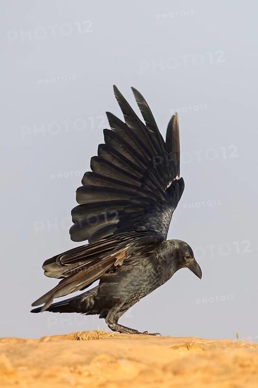 Bristle-billed Raven, (Corus rphidurus), Fan-billed Raven, passerine bird, raven family, Jabal Samhan, Salalah, Dhofar, Oman