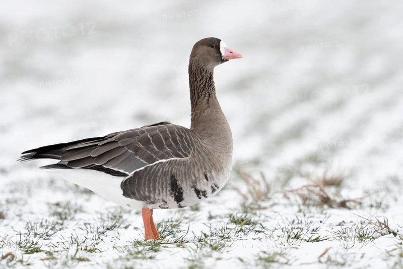Klassische Ansicht... Blässgans *Anser albifrons* im Winter bei Schnee auf einem Feld stehend