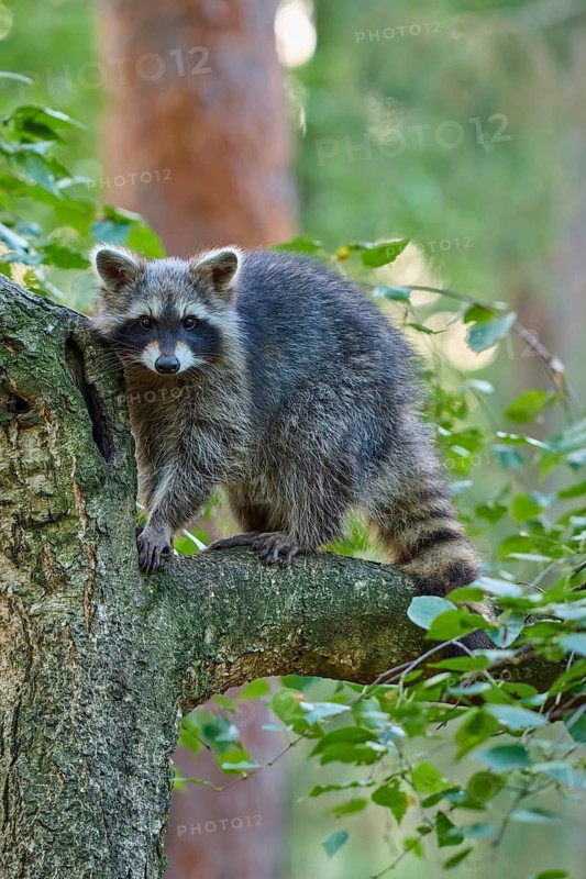 Raccoon (Procyon lotor), climbing curiously on a tree trunk in the forest, Hesse, Germany