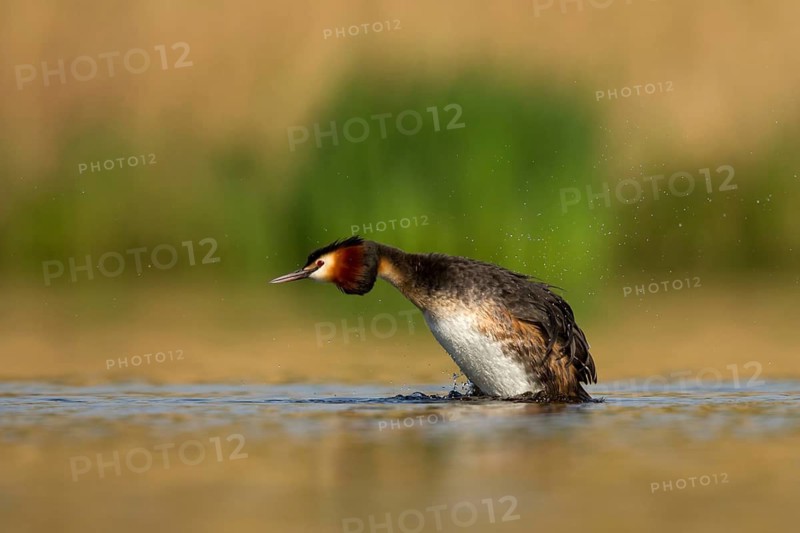Great Crested Grebe (Podiceps cristatus), Utrecht, Netherlands