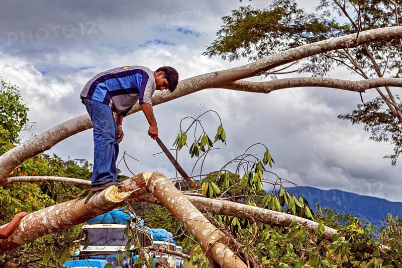 A man works with a saw on a felled tree trunk in front of a mountain backdrop, blocked Yungas Strait and demonstration in the rainforest of Bolivia