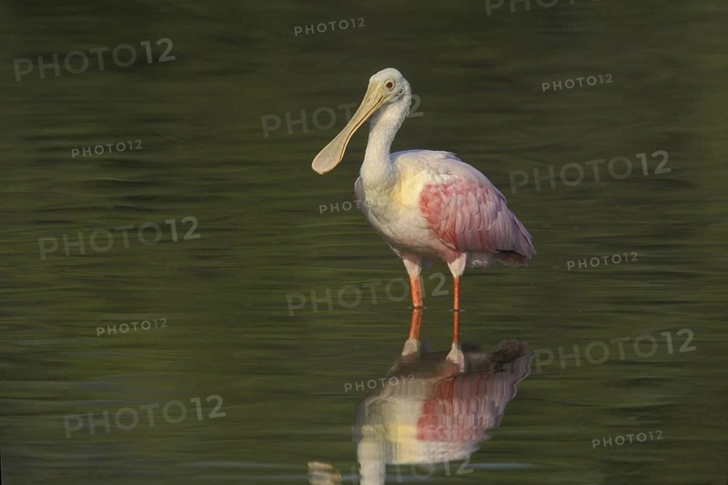 Roseate Spoonbill (Platalea ajaja), Florida, USA