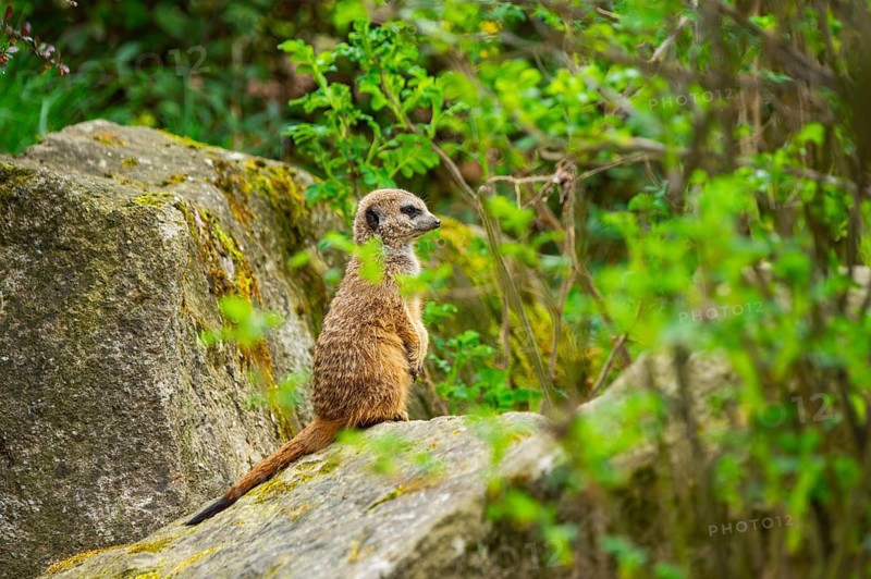 Meerkat (Suricata suricatta) standing on a rock looking around, curious, Germany