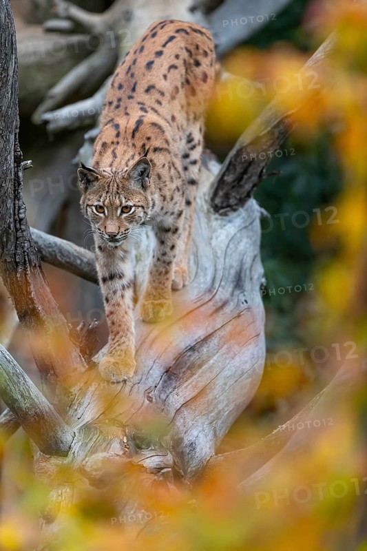 One Eurasian lynx, (Lynx lynx), walking down a fallen tree. Frontal view with fall foliage around