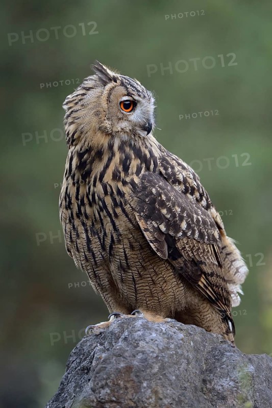 Eurasian Eagle-Owl (Bubo bubo) juvenile perched on a stone, North Rhine-Westphalia, Germany