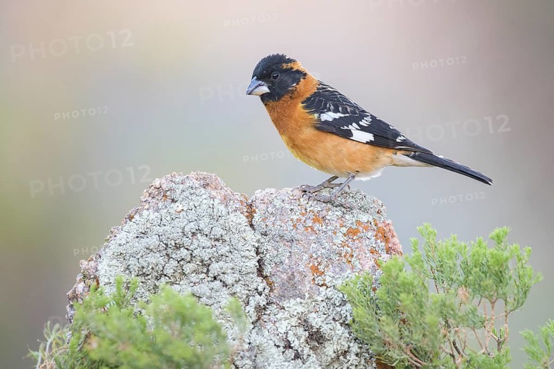 Black-headed Grosbeak (Pheucticus melanocephalus) male perched on a rock, Arizona, USA