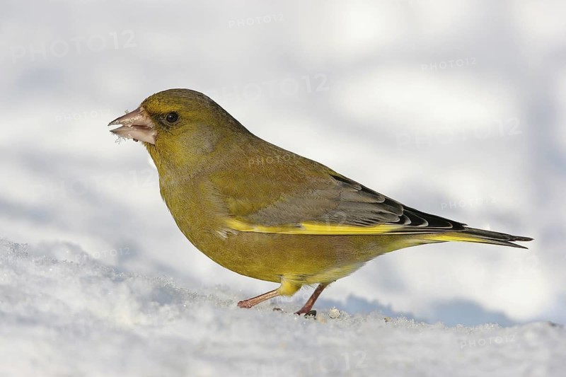 European Greenfinch (Chloris chloris), Rhineland-Palatinate, Germany