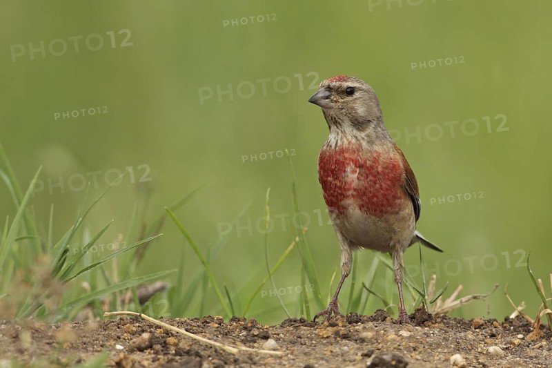 Common Linnet (Linaria cannabina) male, Bulgaria