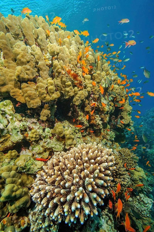 Above large colony of pore coral (Pocillopora eydouxi) in large coral block of stony corals hard corals reef building corals in intact coral reef, above in between small school of fish shoal of colourful reef fish orange damselfish damselfish sea goldie (Pseudanthias squamipinnis) jewelled damselfish, below small colony of Low staghorn coral (Acropora humilis), Red Sea, Gulf of Aqaba, Jordan