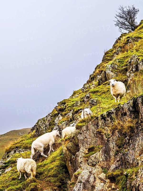 Sheeps from Claerwen Valley, Elan Valley Reservoir, Rhayader, Powys, Wales, UK