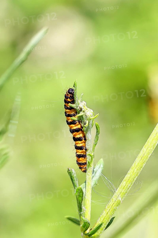 St. Jacob's weed bear or blood bear (Tyria jacobaeae), butterfly caterpillar, moth, family Arctiidae, caterpillar, feeds on St. Jacob's weed (Senecio jacobaea), Cochem, Moselle, Rhineland-Palatinate, Germany