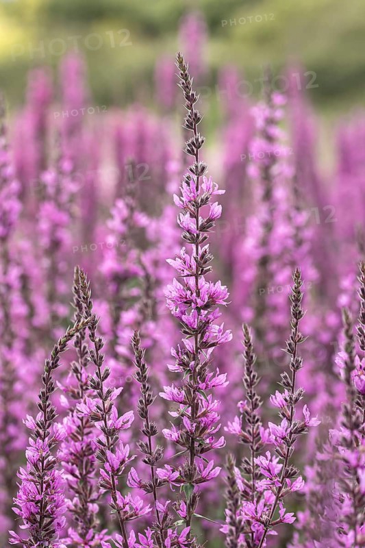 Purple loosestrife (Lythrum salicaria 'Lady Sackville'), Saxon State Office for the Environment, Germany
