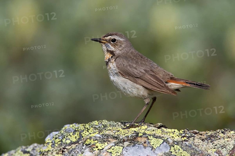 Bluethroat (Luscinia svecica svecica) female, Sweden