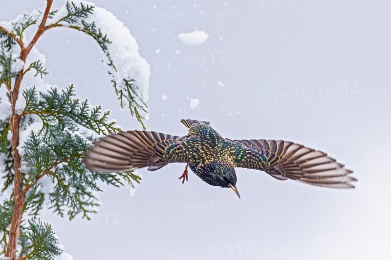 Starling (Sturnus vulgaris), close-up, male flying with outstretched wings in winter from a snow-covered Tuja hedge, Baden-Württemberg, Germany
