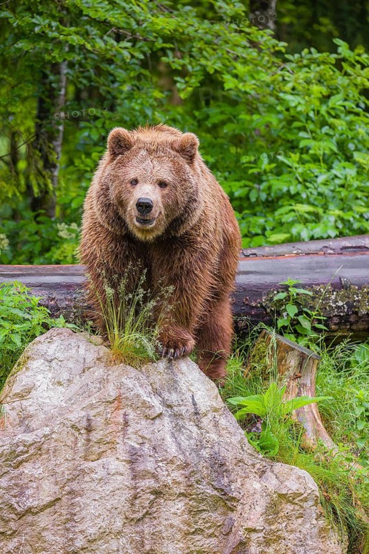A female eurasian brown bear (Ursus arctos arctos) stands on a rock lying at a forest edge in early springtime on a rainy day
