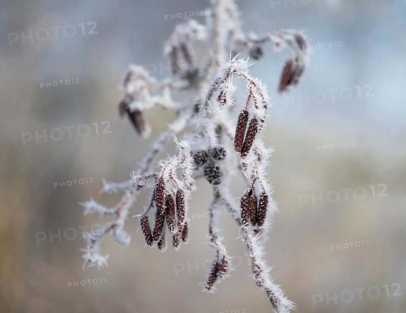 Black alder (Alnus glutinosa), fruit stands with hoarfrost, shallow depth of field, Thuringia, Germany