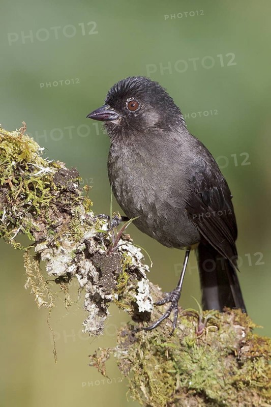 Yellow-thighed Finch (Pselliophorus tibialis) perched on a branch in Costa Rica, Central America