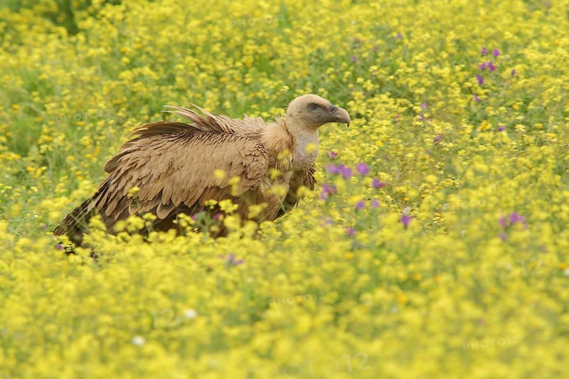 Griffon vulture (Gyps fulvus) in yellow flower meadow, nature photography, Torrejon El Rubio, Monfragüe, Extremadura, Spain