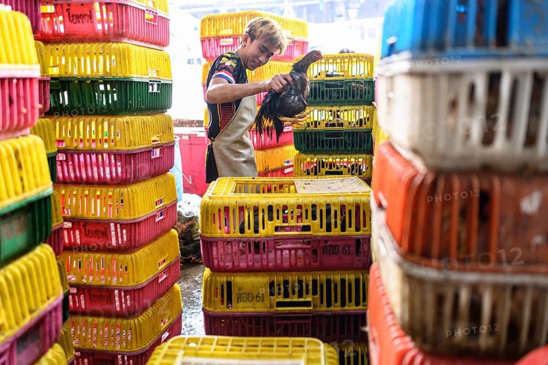 Bangkok, Thailand. February 19th 2025. A Thai man selects a live chicken for slaughter at the Khlong Toei Market, Bangkok, Thailand