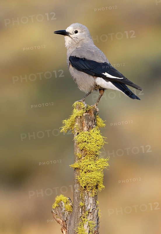 Clark's Nutcracker (Nucifraga columbiana), Oregon, USA