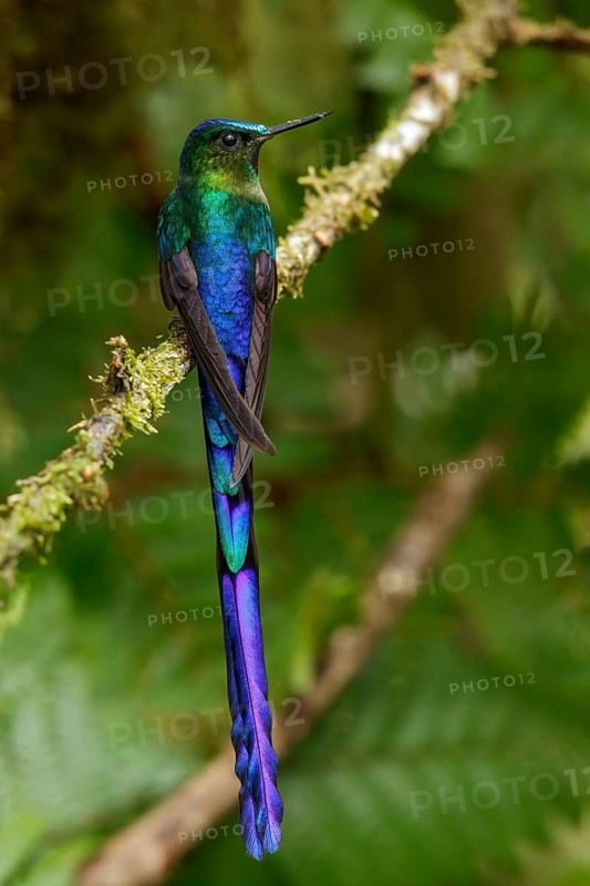 Violet-tailed Sylph (Aglaiocercus coelestis) perched on a branch in the Andes Mountains of Colombia