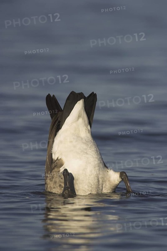 Canada Goose (Branta canadensis), British Columbia, Canada