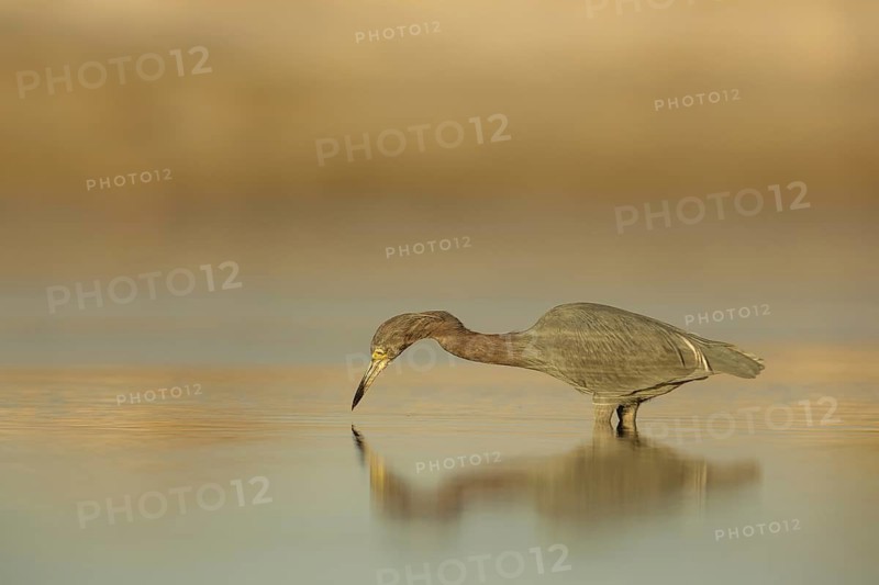 Little Blue Heron (Egretta caerulea) foraging, Florida, USA