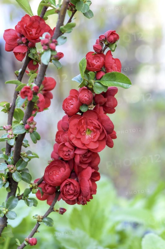 Chinese ornamental quince (Chaenomeles speciosa 'Scarlet Storm'), RHG Leisnig, Leisnig, Saxony, Germany