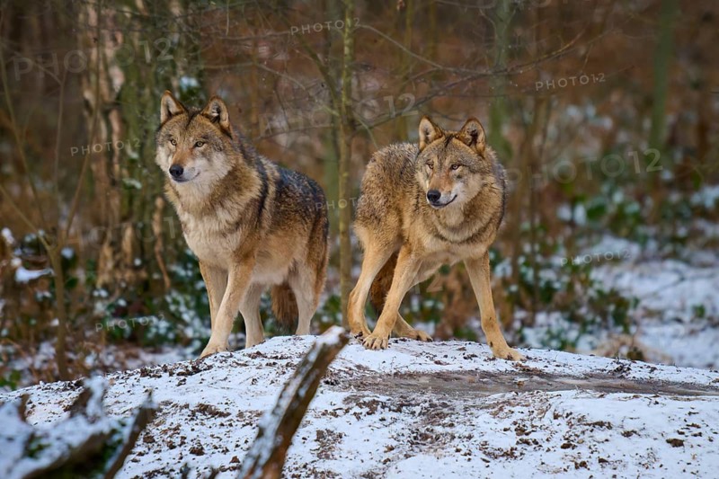Pair of wolves at attention in a snow-covered clearing in the forest, winter, wolf (Canis lupus), Germany