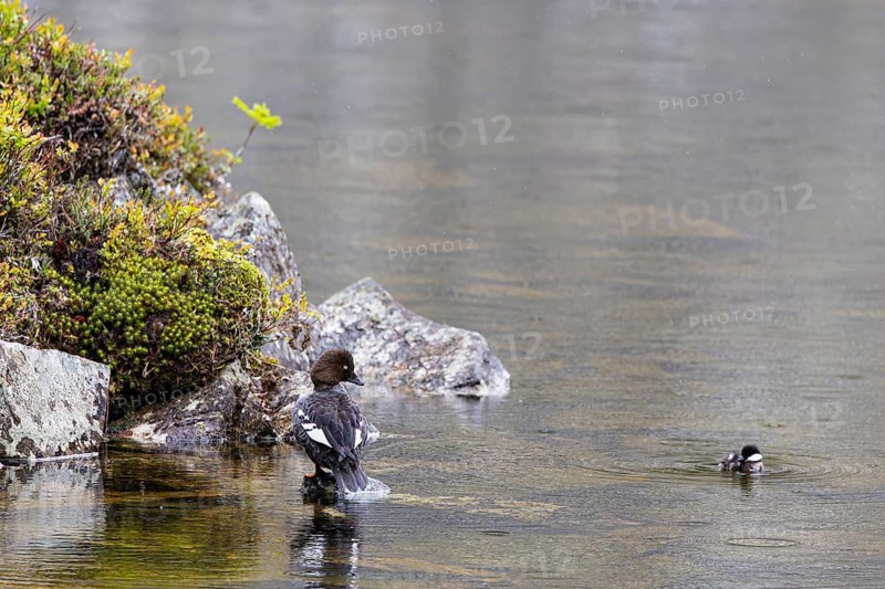 Common goldeneye (Bucephala clangula), female with single chick on the shore of a lake, Pyhä-Luosto National Park, Lapland, Finland