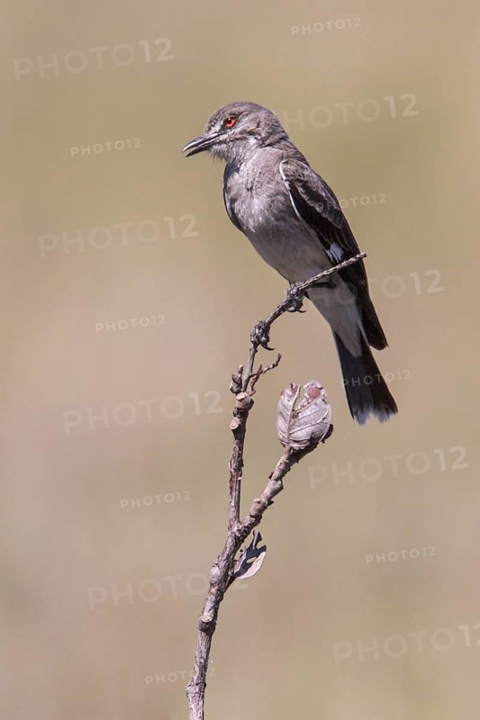 Gray Monjita (Xolmis cinereus) perched on a branch in the Atlantic rainforest of southeast Brazil