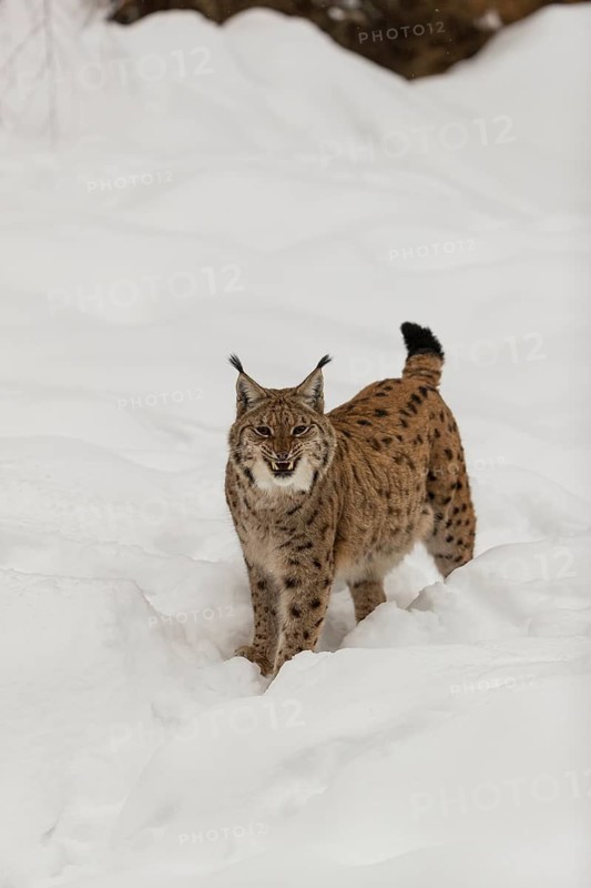 One Eurasian lynx, (Lynx lynx), walking over a snow covered opening in a forest. Yawning