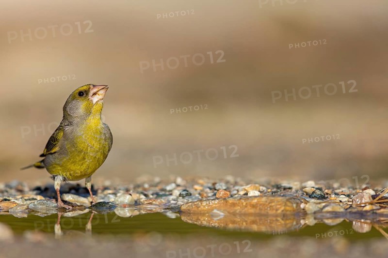 Greenfinch (Chloris chloris) Family of sparrows, male Lesbos, Greece