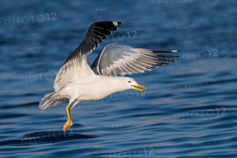 Baraba Gull (Larus fuscus barabensis) flying, Eilat, Israel