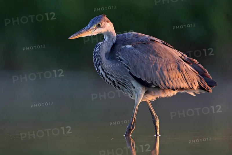 Grey grey heron (Ardea cinerea), Foraging, Boat Trip, Tiszaalpár, Kiskunsági National Park, Bács-Kiskun, Hungary