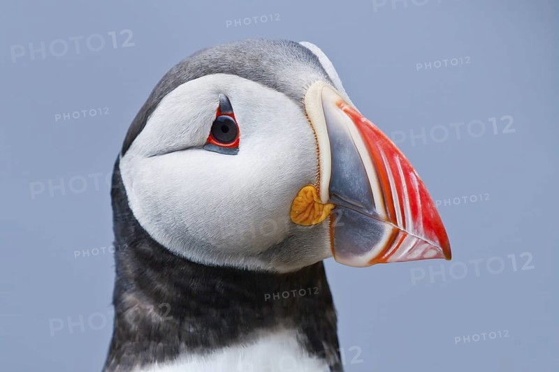 Atlantic Puffin (Fratercula arctica), Iceland
