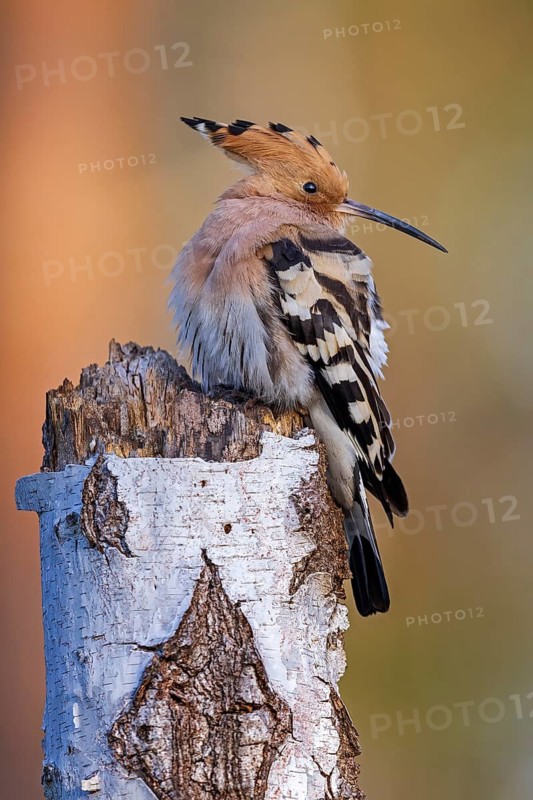 Eurasian Hoopoe (Upupa epops) perched on a birch stump, Saxony-Anhalt, Germany