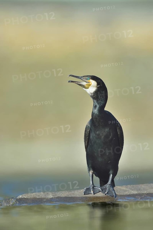 Great Cormorant (Phalacrocorax carbo), North Rhine-Westphalia, Germany