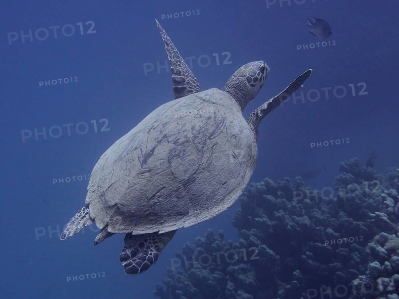 Hawksbill sea turtle (Eretmochelys imbricata)