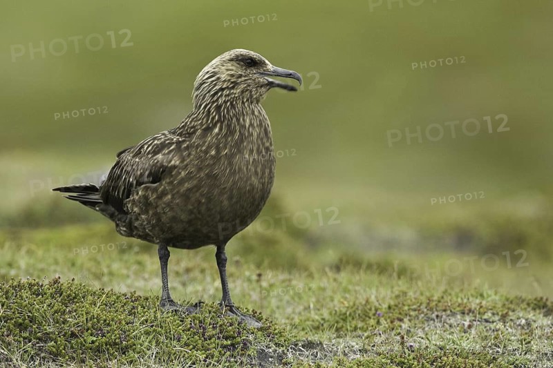 Great Skua (Stercorarius skua), Iceland