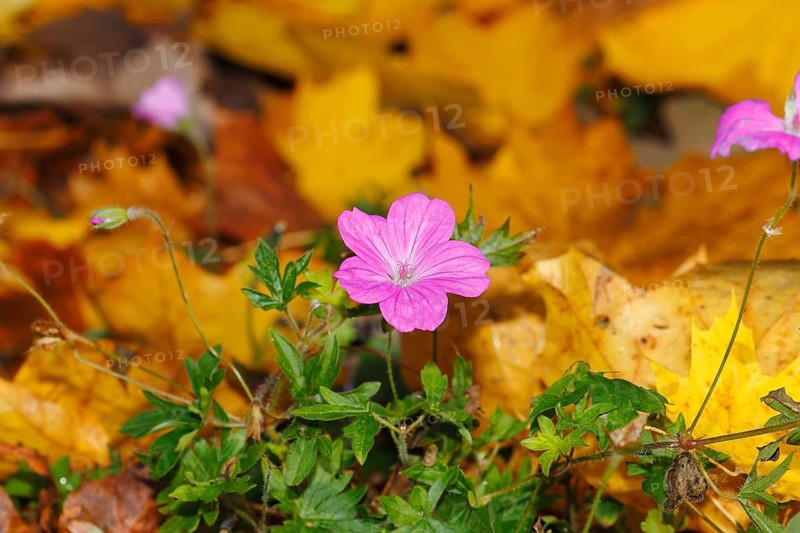 Flowering cranesbill (Geranium), in autumn foliage, North Rhine-Westphalia, Germany