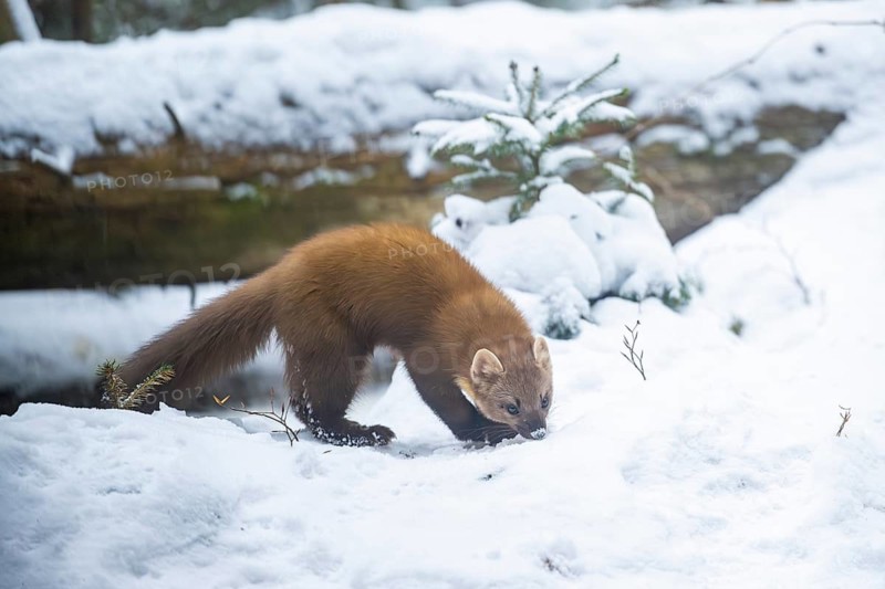 European pine marten (Martes martes) standing in the snow in winter, National Park Bavarian Forest, Bavaria, Germany