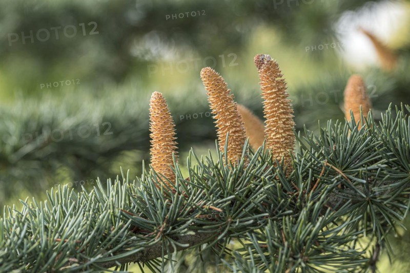Himalayan cedar (Cedrus deodara 'Eisregen'), male flower, Cambridge Botanical Garden, Germany