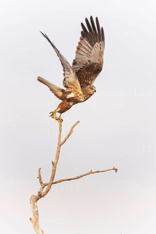 Marsh harrier (Circus aeruginosus) medium-sized bird of prey, male on perch, taking off, flying, looking for prey, foraging, defending own territory, flying, wingspan, Toledo, Spain