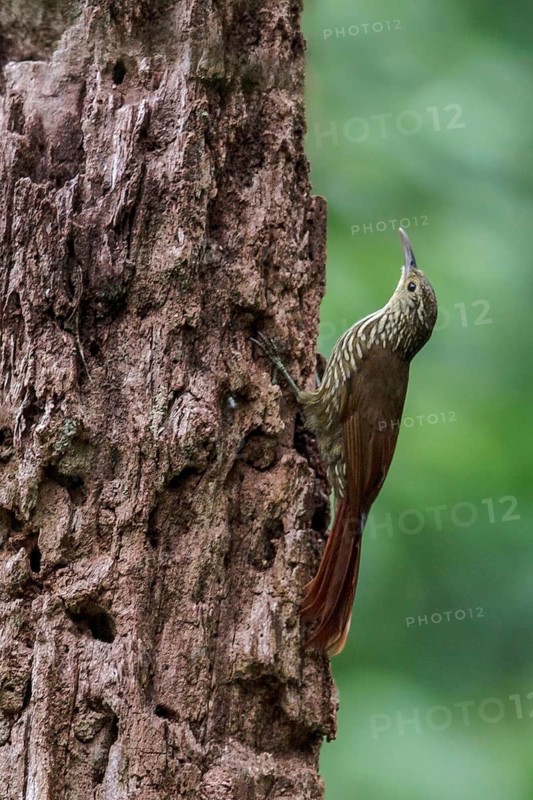 Spot-crowned Woodcreeper (Lepidocolaptes affinis)