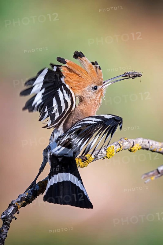 Eurasian Hoopoe (Upupa epops) with food in beak, Saxony-Anhalt, Germany